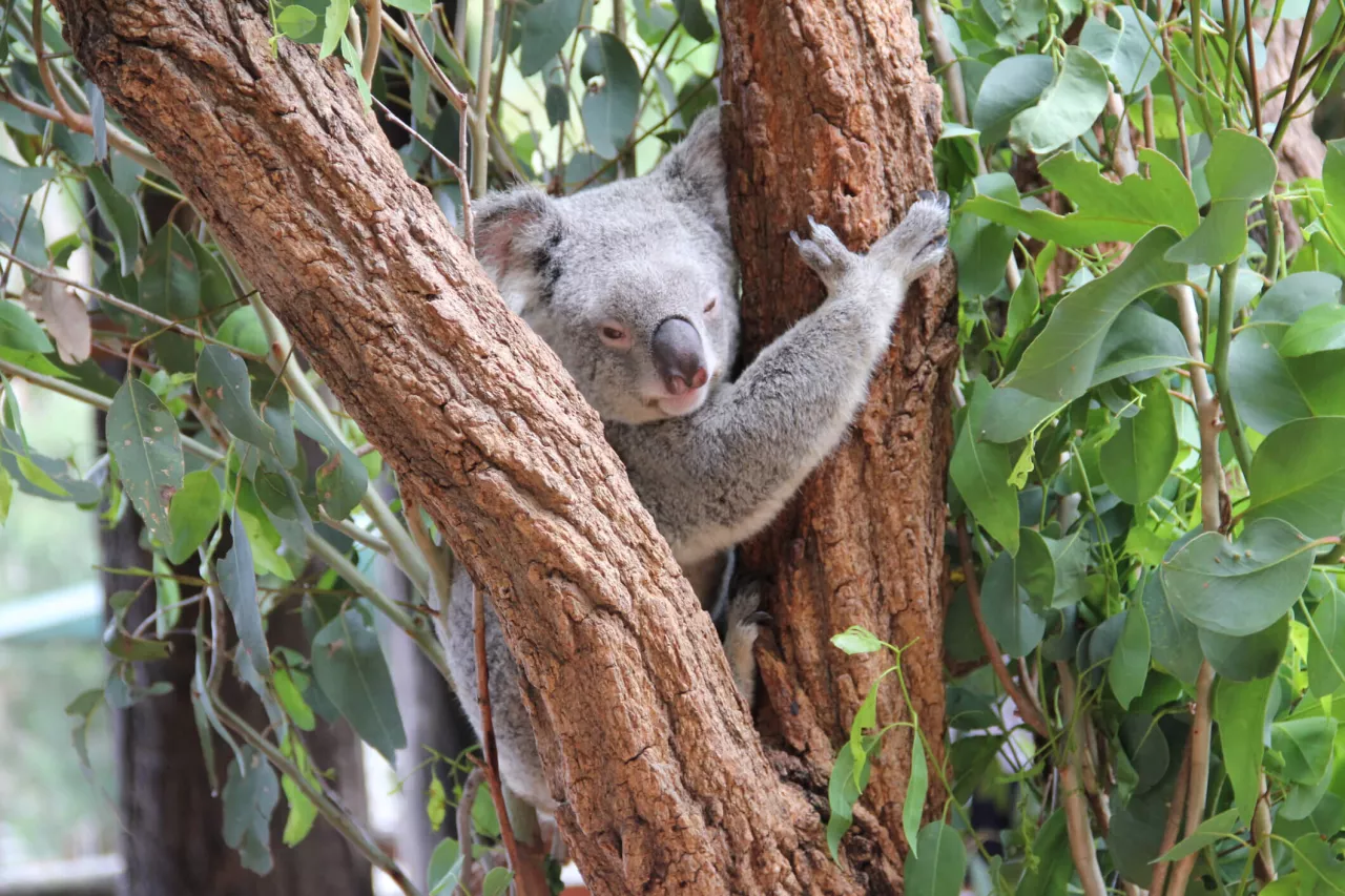 koala in tree at australia zoo