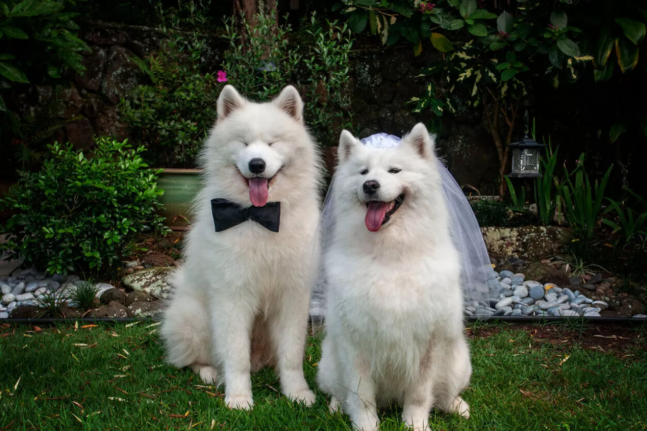 dog ring bearers dressed up for wedding