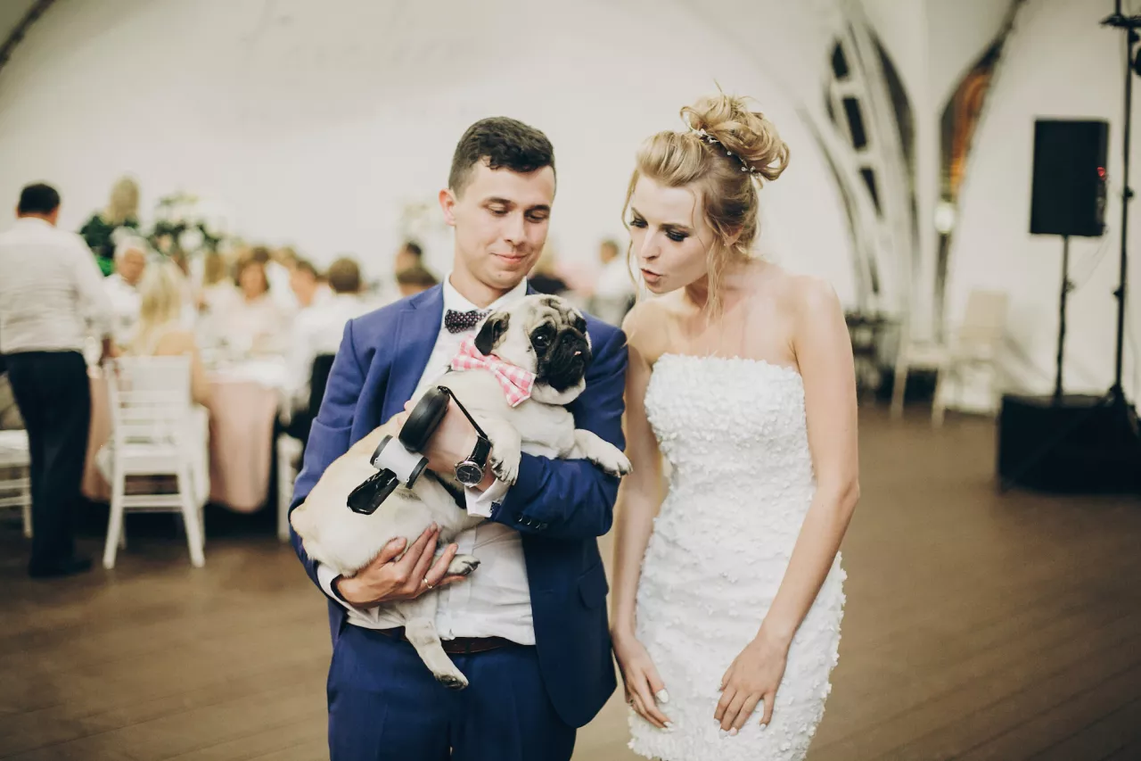bride and groom holding pug